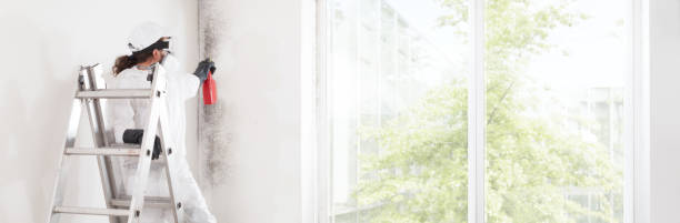 Best Mold Damage Restoration  in Diaz, AR